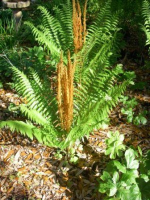 Cinnamon Fern